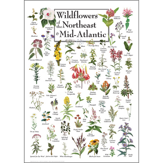 Wildflowers of the Northeast & Mid-Atlantic image 0