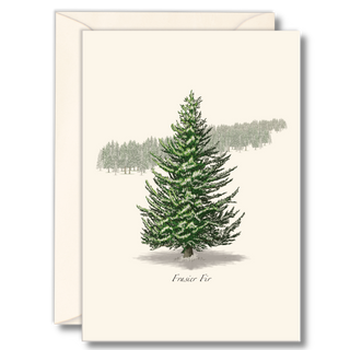 Frasier Fir image 0