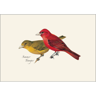 Peterson's Bird Assortment II image 4