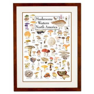 Mushrooms of Western North America - Poster - Double matted honey frame image
