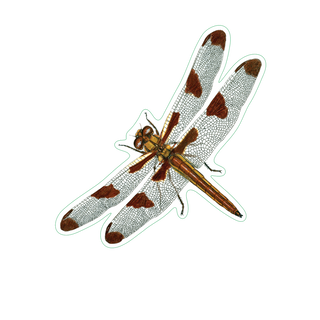 Dragonfly II image 1
