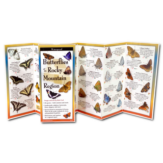 Butterflies of the Rocky Mountain Region image 1