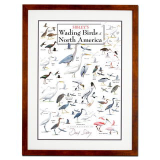 Sibley's Wading Birds North America - Poster - Double matted honey frame image