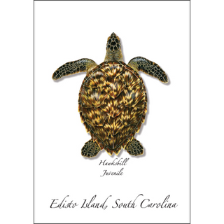 Hawksbill Juvenile image 0