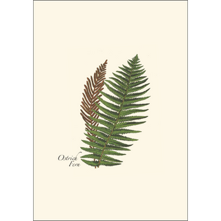 Fern Assortment image 1