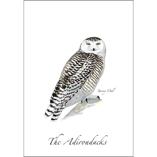 Snowy Owl image 0