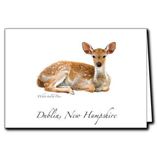 White-tailed Deer image 0