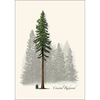 Coastal Redwood image 1
