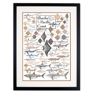 Sharks, Skates, Rays & Chimaeras of the Pacific Coast - Poster - Double matted black frame image