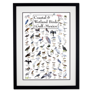 Coastal & Wetland Birds of the Gulf of Mexico - Poster - Double matted black frame image