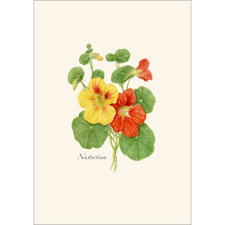 Nasturtium image 1