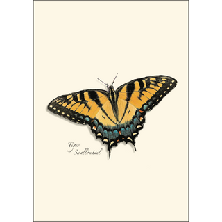 Butterfly Assortment image 1