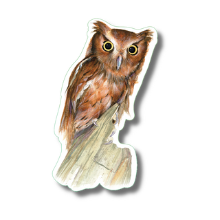 Eastern Screech Owl image 0