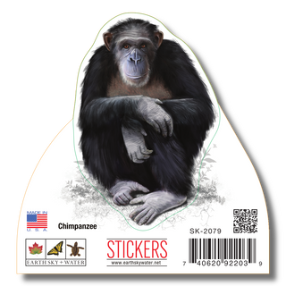 Chimpanzee image 1