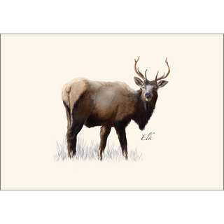 Western Mammal Assortment II image 2