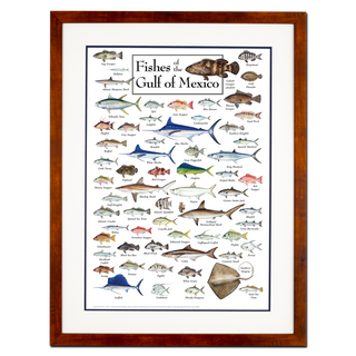 Fishes of the Gulf of Mexico - Poster - Double matted honey frame image