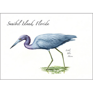 Little Blue Heron image 0