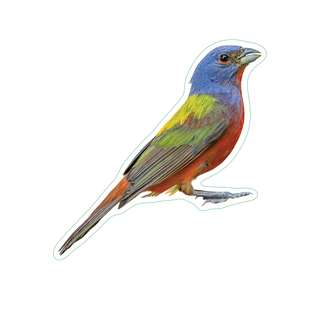 Painted Bunting image 1