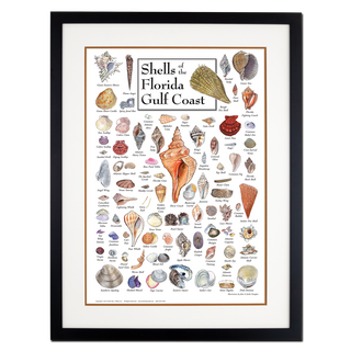Shells of Florida's Gulf Coast - Poster - Double matted black frame image