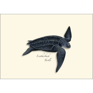 Sea Turtle Assortment image 3