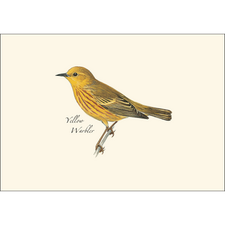 Peterson Warbler  Assortment image 3