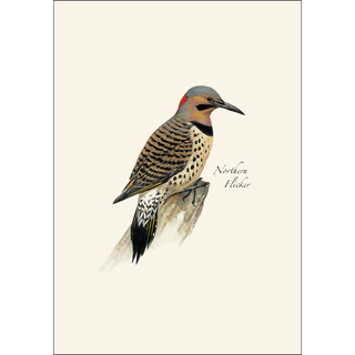 Peterson's Woodpecker Assortment image 3