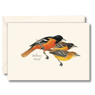 Baltimore oriole notecard featuring striking spring colors