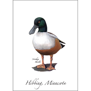 Northern Shoveler image 0