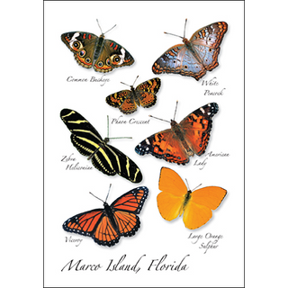 Florida Butterfly I image 0