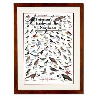 Peterson's Backyard Birds of the Northeast - Poster - Double matted honey frame image