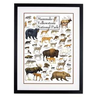 Mammals of Yellowstone National Park - Poster - Double matted black frame image