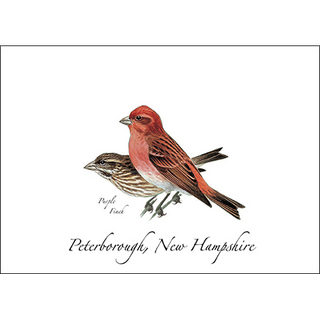 Purple Finch image 0
