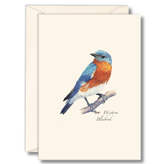 Western Bluebird image 0