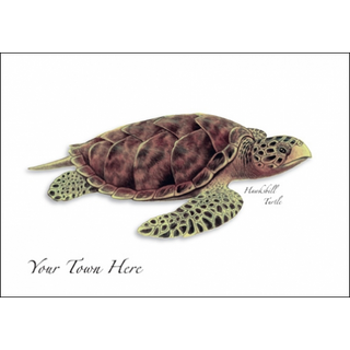 Hawksbill Turtle image 0