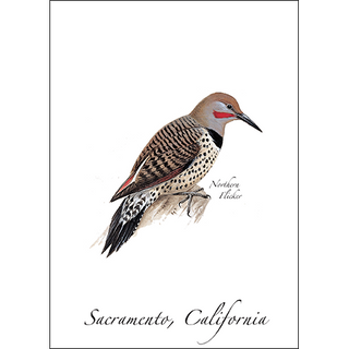 Northern Flicker (red-shafted) image 0