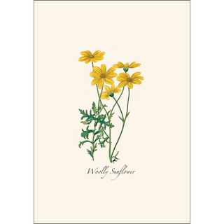 Western Wildflower Assortment image 4