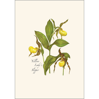 Native Orchid Assortment image 1