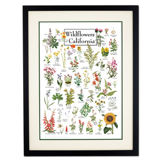 Wildflowers of California - Double matted black frame image