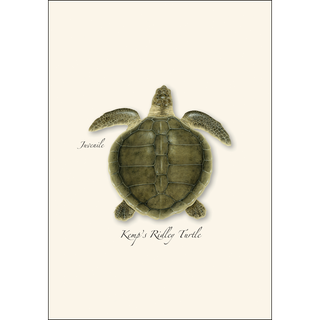 Sea Turtle Juveniles Assortment image 4