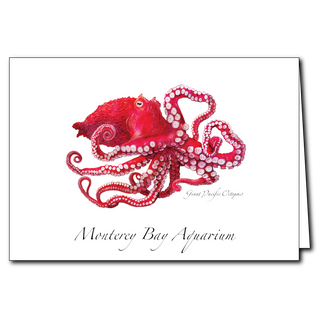 Giant Pacific Octopus image 0
