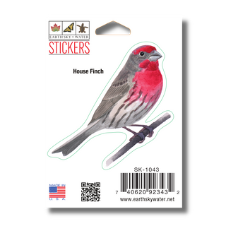 House Finch image 1