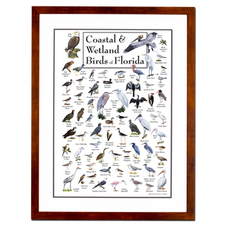 Coastal & Wetland Birds of Florida - Poster - Double matted honey frame image