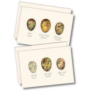 Bird egg notecard assortment highlighting nature’s patterns