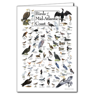 Birds of the Mid-Atlantic Coast greeting card with regional species, blank inside and eco-friendly