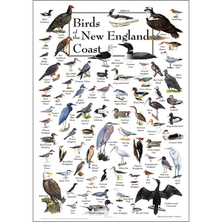 Richly detailed Birds of the New England Coast Poster, made in the USA on 80# coated heavyweight stock.