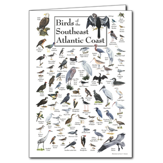 Southeast Atlantic coast birds greeting card, blank inside and perfect for coastal bird lovers
