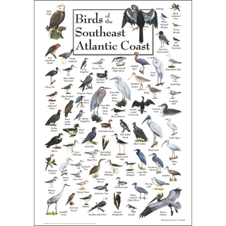 Premium Birds of the Southeast Atlantic Coast Poster, proudly made in the USA for hobbyist naturalists, ready to frame.