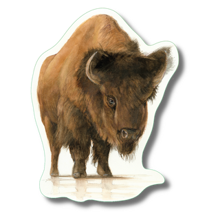 Bison stickers on durable vinyl highlighting a North American grassland species
