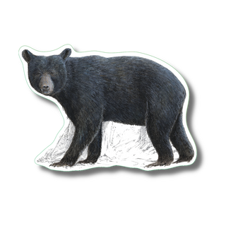 Black bear stickers highlighting a common North American mammal species on water-resistant vinyl