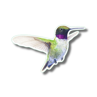 Black-chinned hummingbird stickers made in the USA showing a western hummingbird species